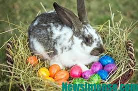 easter Rabbit