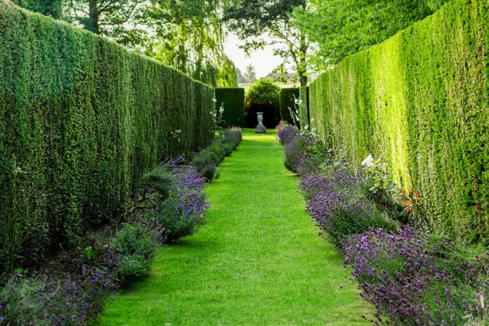 evergreen hedge